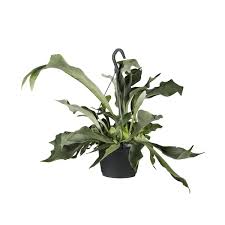 Image result for parožnatka Platycerium