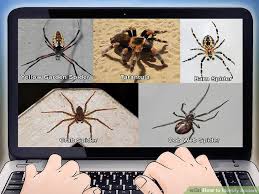 3 ways to identify spiders wikihow