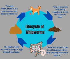 Image result for Whipworm