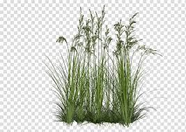 Shrub Plant Bushes Background Green Grass Illustration Transparent Background Png Clipart Hiclipart Download the grass, nature png on freepngimg for free.