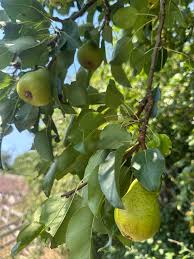 Image result for Pleurostylia capensis