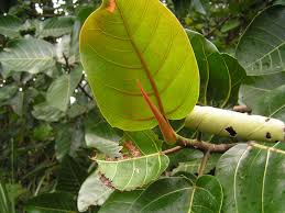 Image result for Ficus trichopoda