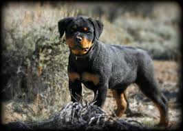 If you want to be licked half to death definitely. German Rottweiler Puppies For Sale In Az Petsidi