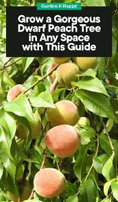 Most peach trees will need 2 to 4 years before they grow to maturity and start producing fruit. How To Grow A Dwarf Peach Tree In Any Space Garden And Happy Dwarf Peach Tree Peach Tree Care Dwarf Fruit Trees