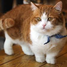 One who is reputable, trustworthy, and honest. Munchkin Cat Adoption Near Me The Y Guide