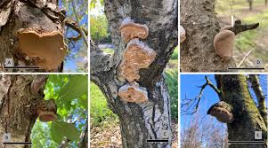 Image result for Phellinus pomaceus