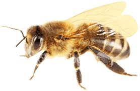 8,601 pest control services jobs available on indeed.com. Bee Removal From Only 48 Phoenix Glendale Peoria Scottsdale Tempe Mesa Chandlerbee Control Wasp Control Wasp Removal Honeycomb Removal Emergency Bee Removal Control Bee Swarm Bee Hive Service