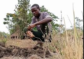 Image result for Calycosiphonia spathicalyx