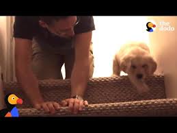 If your dog is afraid of stairs, here are some tips and training steps to help overcome this common phobia in canines. Puppy Tries Stairs For First Time With Help From Dad The Dodo Youtube
