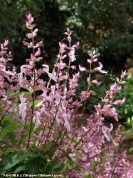 Image result for Ocimum labiatum