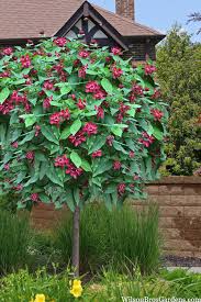 Image result for Afrocanthium pseudorandii