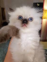 Maybe you would like to learn more about one of these? Tarzan Pet Shop Cat Persian Himalayan Kitten Price 250 Facebook