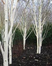 Bouleau De L Himalaya Jacquemontii Betula Utilis Le Jardin Du Pic Vert Arbre Ornemental Jardins Arbre De Jardin