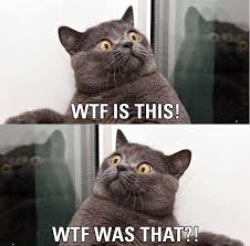 Pin By Michelle Randall On Humor Best Cat Memes Cat Memes Funny Cats
