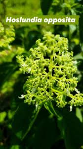 Image result for Hoslundia