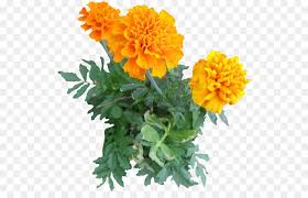 This is the marigold used to honor the aztecs in the day of. Edible Flowers