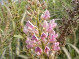 Image result for Uraria picta