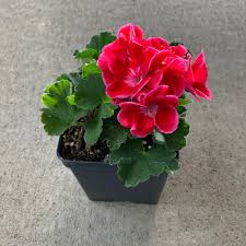 Image result for Pelargonium mossambicense