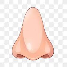 Human Organ Nose Illustration Flesh Nose Human Nose Nose Illustration Png Transparent Clipart Image And Psd File For Free Download How To Draw Hands Human Clipart Clip Art