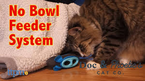 Cas confirmés, mortalité, guérisons, toutes les statistiques Indoor Hunter Feeder From Doc Phoebe S Cat Co Youtube