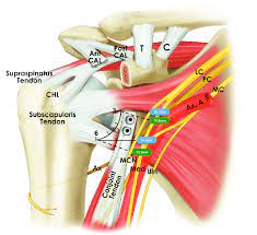 Shoulder anatomy scope pdf , download books shoulder anatomy scope for free , books shoulder anatomy. Illustration Of The Relevant Measured Neurovascular Structures After Download Scientific Diagram