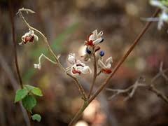 Image result for Rhynchosia holstii