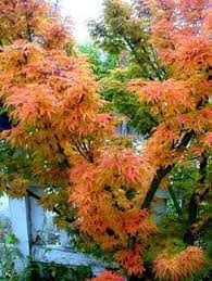 Shishigashira japanese maple fall color. Pin By Eleni Lasenna On Gardening In 2021 Japanese Garden Acer Palmatum Japanese Maple Tree