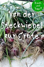 Zwiebel Anbauen Schritt Fur Schritt Anleitung Haus Und Beet In 2020 Pflanzen Zwiebeln Anbauen Gemuse Anbauen