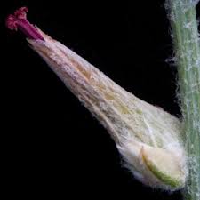 Image result for Sericorema sericea