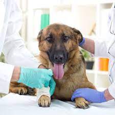 emergency animal jacksonville fl emergency vet canine dog health