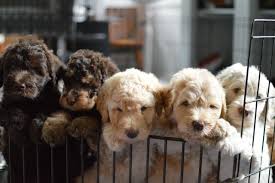 F1b & f1bb mini goldendoodles @ golden point puppies. Riverhouse Doodles Doodles Dogs Puppies