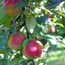 Apple Tree Pollination Pink Apple Tree Low Chill Granny