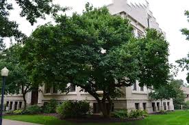 Image result for magnolia soulangeana