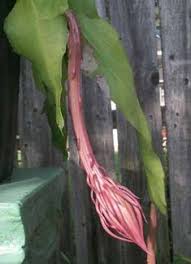4 night blooming cereus cactus around 6 in length. 48 Nishagandhi Ideas Orchid Cactus Night Care Garden Plants