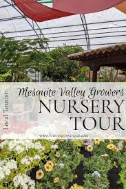 Mesquite valley growers nursery in tucson, az, is a premier destination for all your gardening and landscaping needs. Local Tourist Mesquite Valley Growers Tour Forever Growing Up