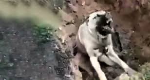 turkiye yi ayaga kaldiran goruntu zehirlenip cukura atilan kopek can cekiserek oldu dailymotion video