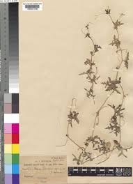 Image result for Coccinia rehmannii