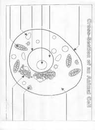 Cell Diagram Worksheet Simplified Blank Cell Diagram Worksheet Jpg 802 1101 Cell Diagram Anatomy Coloring Book Animal Cell