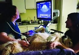 Urinary Tract Infections In Dogs Whole Dog Journal