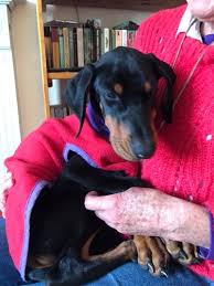Fully read and understand the checklist below before they visit the puppy. Remus Doberman Greenacres Animal Rescue