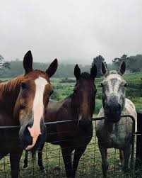 Top Horses Breeds Animalsbeautiful Top Horses Breeds Horses Horse Breeds Animals Beautiful