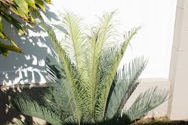 Image result for Cycas thouarsii