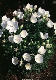 Campanula White Clips Bellflower Sunnyside Gardens Plants Deer Resistant Plants Edging Plants