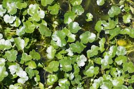 Image result for Hydrocotyle ranunculoides