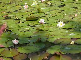 Die drei hektar große, opulente, botanische inszenierung des universalkünstlers andré heller ist ein magischer ort der sinnlichkeit, des staunens, der kontemplation, der freude, der heilung und der inspiration. Fondazione Andre Heller