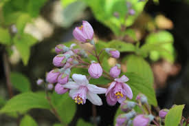 Image result for Deutzia x hybrida ′Mont Rose