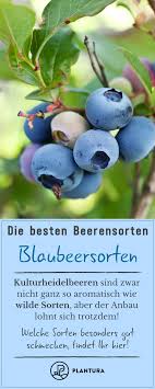 Die Besten Beerensorten Fur Ihren Garten Beeren Garten Und Pflanzen