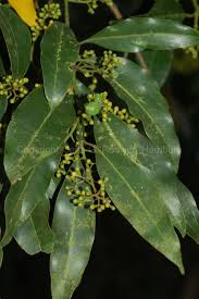 Image result for Cryptocarya transvaalensis