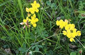 We did not find results for: Lotier Cornicule Proprietes Indications Remedes Therapeutes Magazine