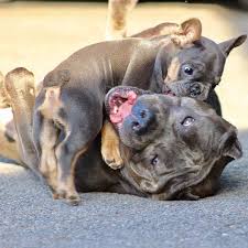 Frenchie And Pitbull 2 Amazing Dogs Animals Best Dogs Dogs